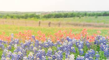 Panorama view colorful wildflower fields blooming with rustic fence in background. Beautiful full blossom meadow of Bluebonnet, Indian paintbrush
