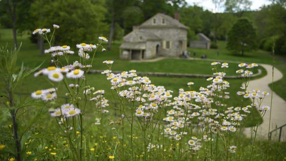 A stone house surrounded by a field of daisies and a winding path.