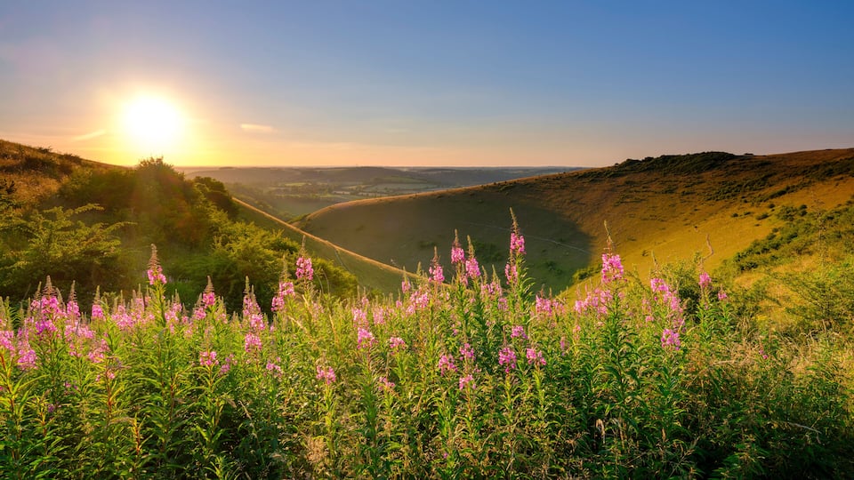 A valley with rolling hills, a winding road, and pink wildflowers.