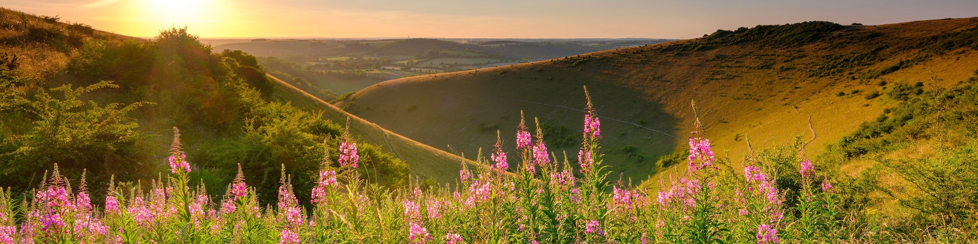 Um vale com colinas onduladas, uma estrada sinuosa e flores silvestres cor-de-rosa.