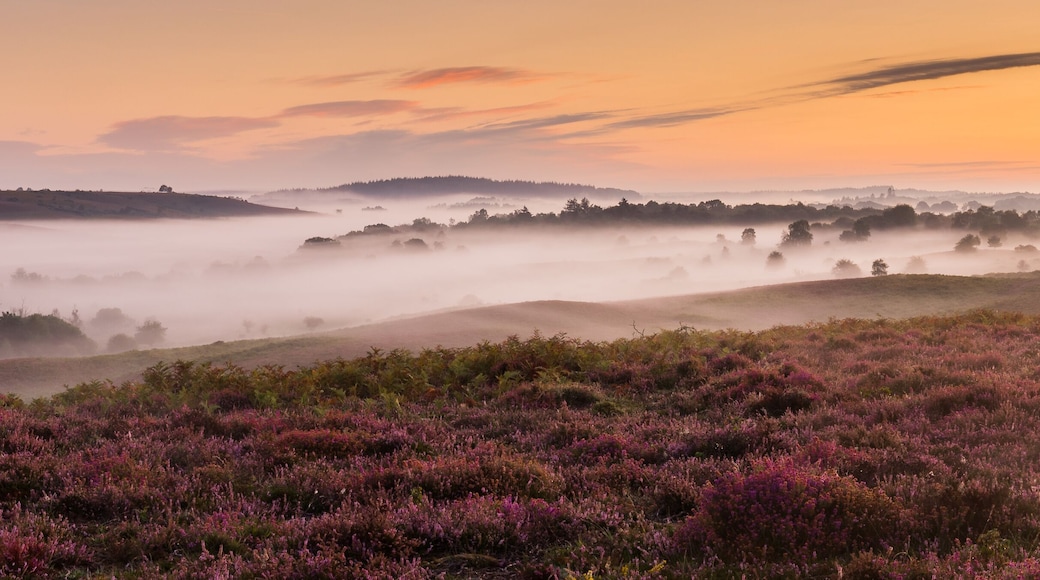 Panorama of Rockford Common in the New Forest at sunrise with mist