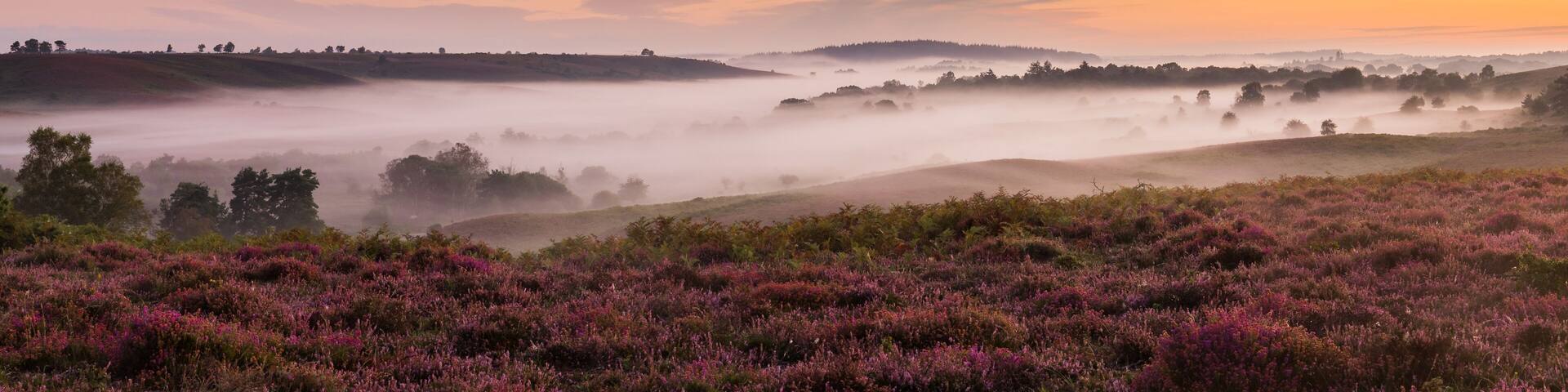 Panorama of Rockford Common in the New Forest at sunrise with mist