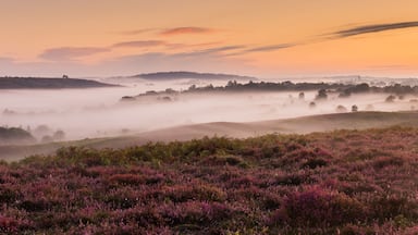 Panorama of Rockford Common in the New Forest at sunrise with mist