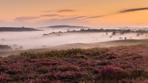 Panorama of Rockford Common in the New Forest at sunrise with mist