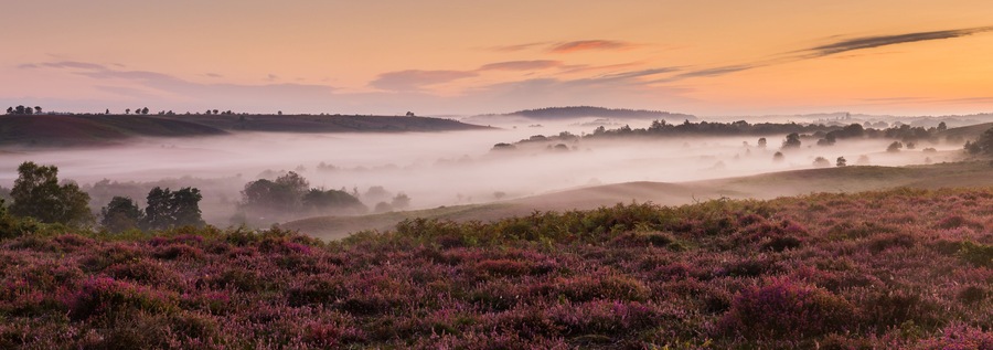 A misty landscape with purple heather and rolling hills.
