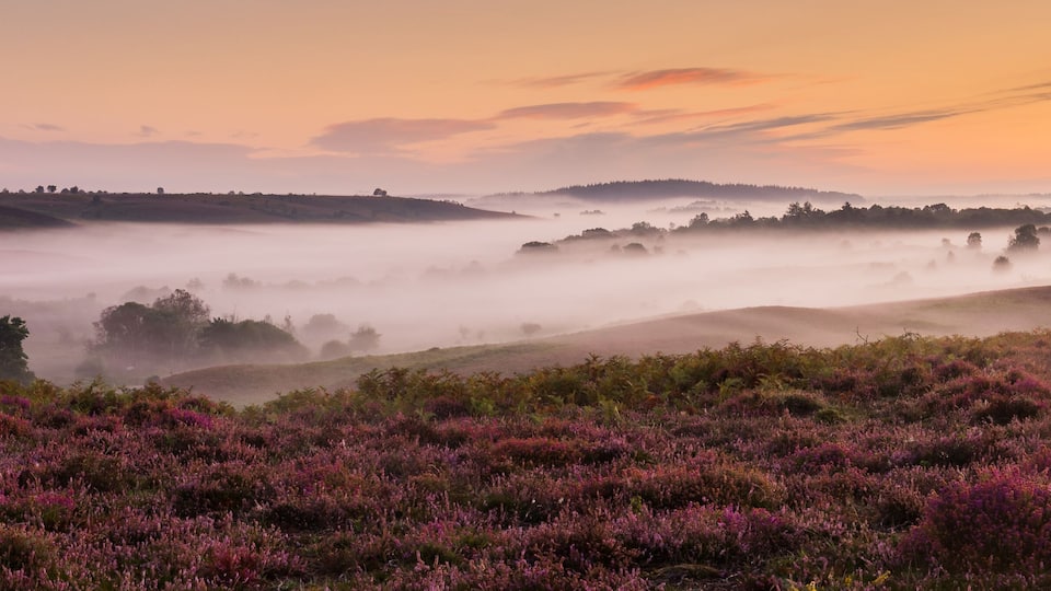 A misty landscape with purple heather and rolling hills.