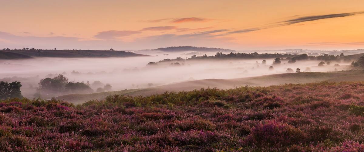 A misty landscape with purple heather and rolling hills.