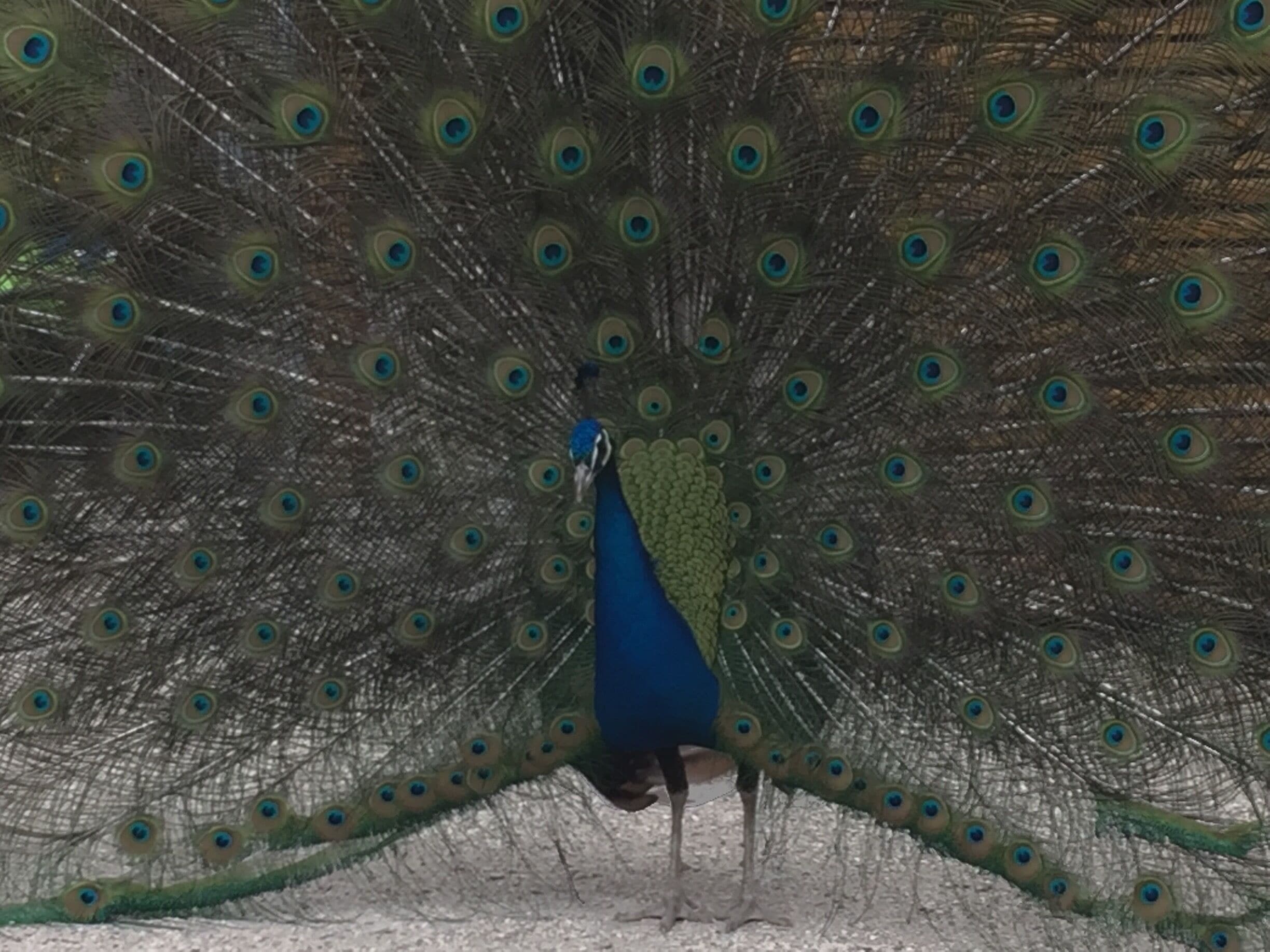 On the North side of El Reno on Hwy 81 look to the west and you will see the old bridge over the North Canadian River. Nice road up to it, and a nice walk across the rusty old bridge. Oklahoma!
