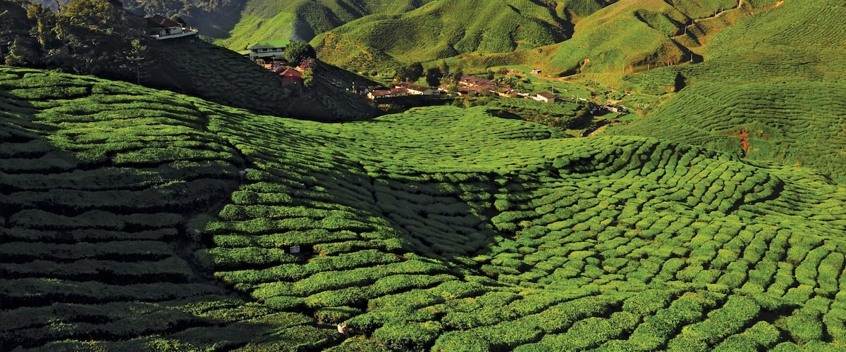 Cameron Highlands which includes tranquil scenes, landscape views and mountains