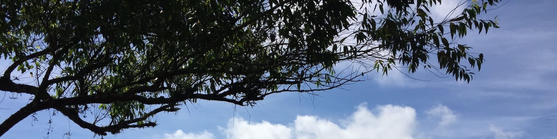A must go if you are in Cameron Highlands is the tea plantations. The one here, has a look out point where you can see the whole valley. The climb is about less that 10 mins. They also served tea, cakes and scones.