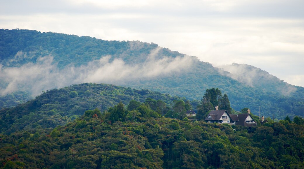 Cameron Highlands which includes mist or fog, mountains and forests