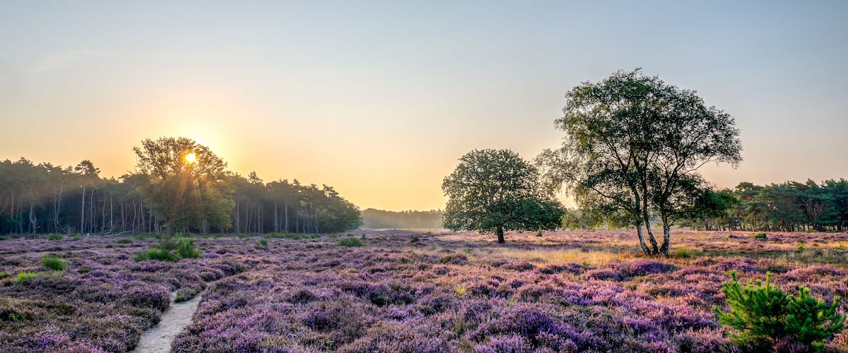 A beautiful scenic view of a sunrise with a purple field of blooming heathland and trees with a pathway at the Westerheide during sunrise, Hilversum, The Netherlands, Holland, stock photo