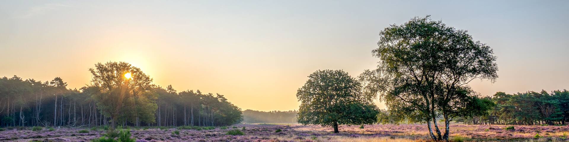 A field of purple heather with a path leading through it, trees, and a sunset in the background.