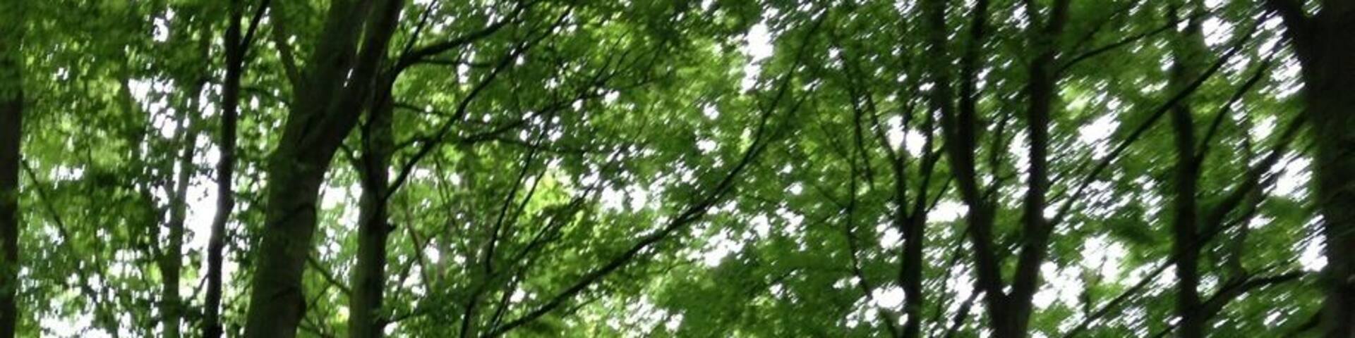 Beautiful garden in a small city Almelo, where you can not only enjoy the beauty of the trees but also see Deers ))))