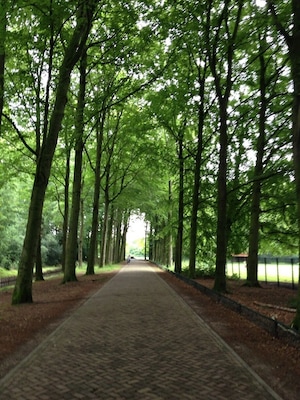 Beautiful garden in a small city Almelo, where you can not only enjoy the beauty of the trees but also see Deers ))))