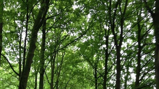 Beautiful garden in a small city Almelo, where you can not only enjoy the beauty of the trees but also see Deers ))))