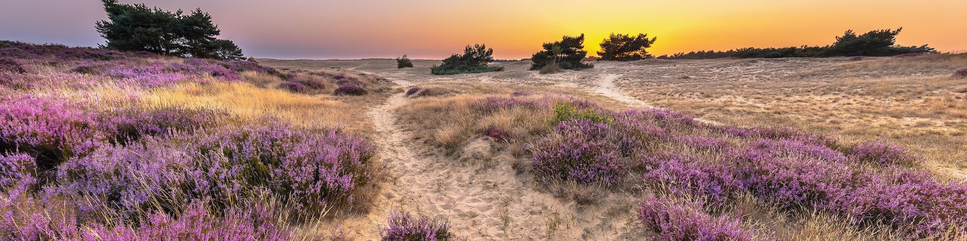 Sunset over heathland Veluwe Netherlands