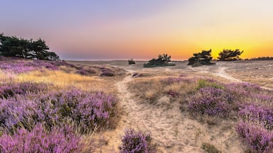 Sunset over heathland Veluwe Netherlands