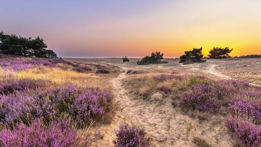Sunset over heathland Veluwe Netherlands