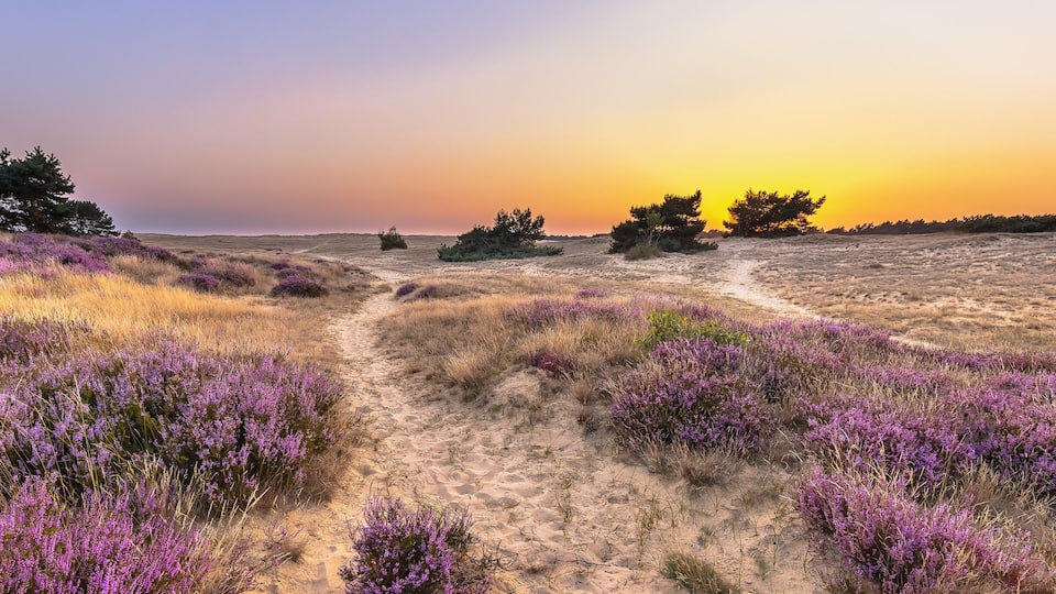 Sunset over heathland Veluwe Netherlands