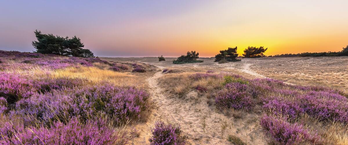 A sunset over a field of purple heather with a dirt path leading through it.