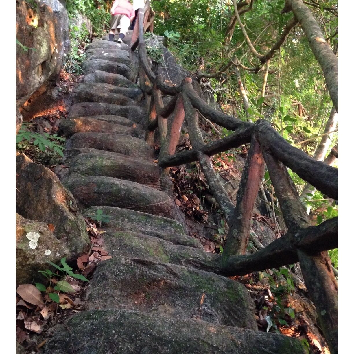 A stone staircase surrounded by trees and foliage.
