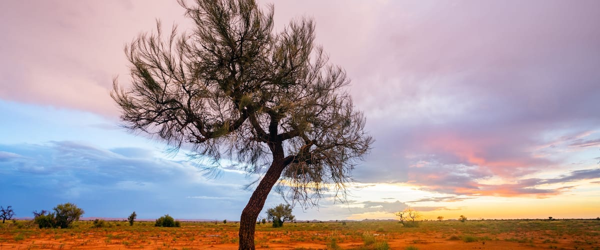A lone Hakea tree during twilight hour in the Pilbara region of North Western Australia, near the mining towns of Marble Bar and Port Hedland.