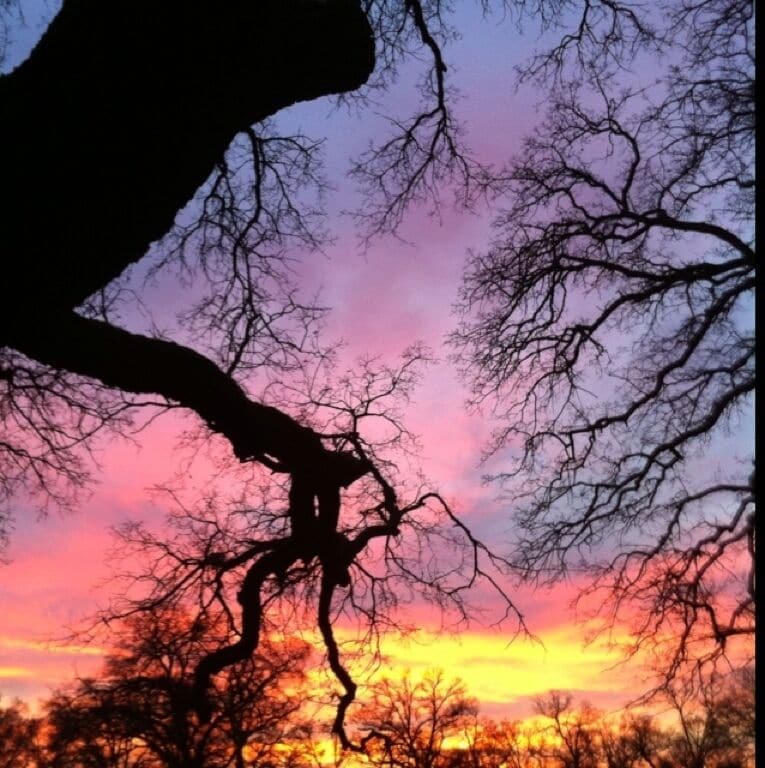 Always beautiful sunsets here!   #treetrove