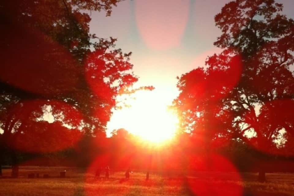 Un atardecer con el sol brillando entre los árboles en un parque.