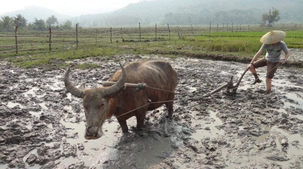 Caption---- Life is Hard in Laos