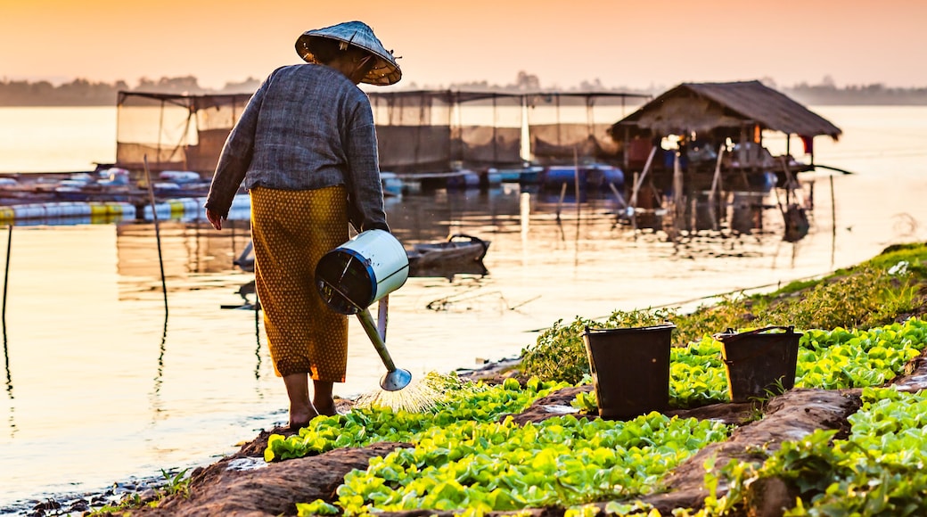 Woman watering vegetables on the banks of the Mekong River., Shutterstock ID 1138151552, Purchase Order: -