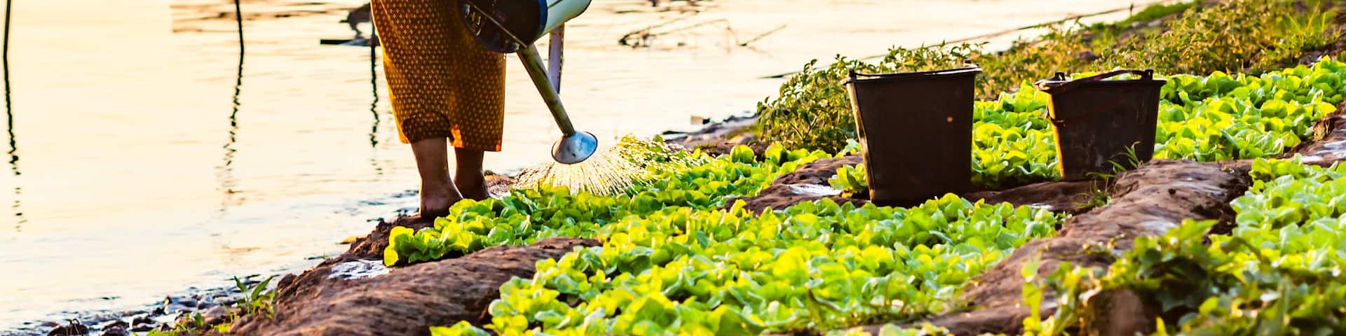 Woman watering vegetables on the banks of the Mekong River., Shutterstock ID 1138151552, Purchase Order: -