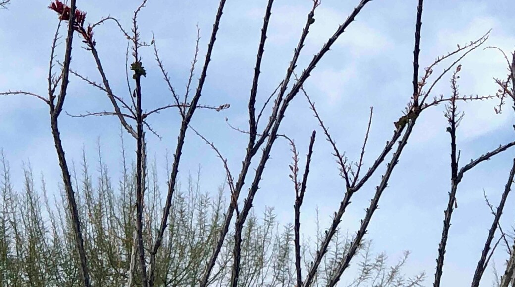 Ocotillo in bloom and a hummingbird resting.