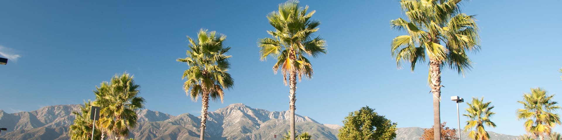 Palm Trees and Mountains