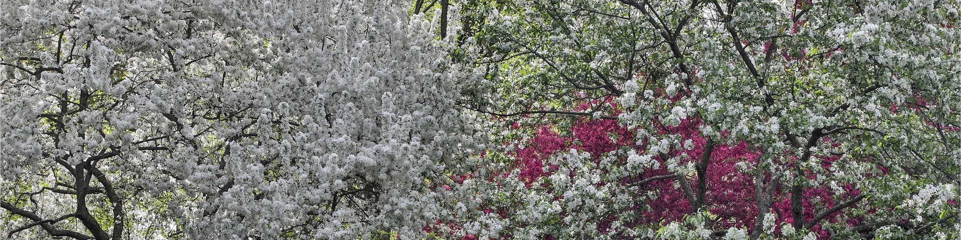 Flowering crabapple trees, Chanticleer Garden, Wayne, Pennsylvania.