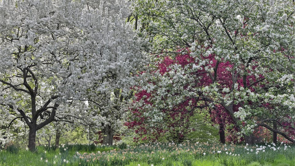 A park with cherry blossom trees in full bloom, a field of daffodils, and a variety of other flowering trees.
