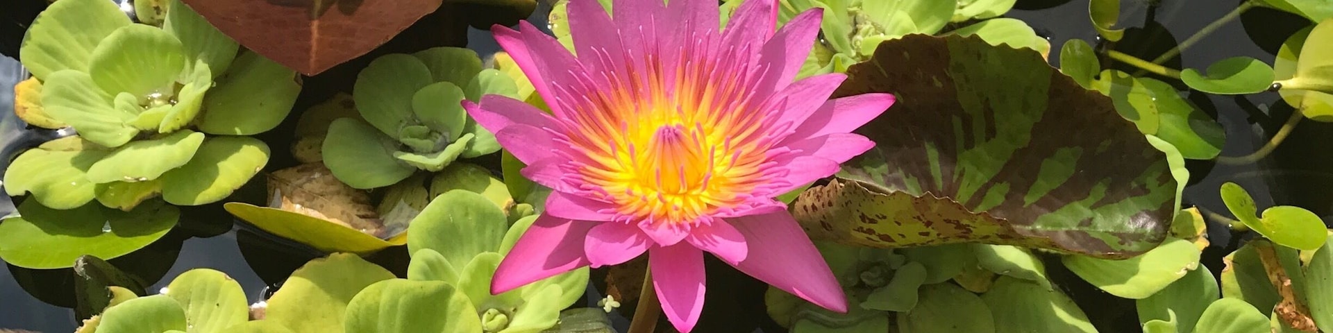 Just visited the garden 2 weeks ago and many flowers still blooming. Chanticleer is a lush Arboretum and landscape garden featuring a large variety of flora plus, tours and workshops. I go every year and enjoy myself every time. You will not be disappointed.