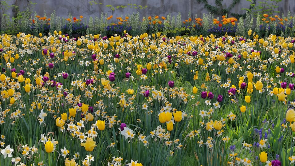 A field of tulips and daffodils with a concrete wall in the background.