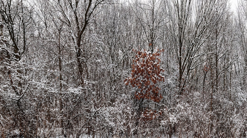 711-25 Forest Edge - Fresh Snow