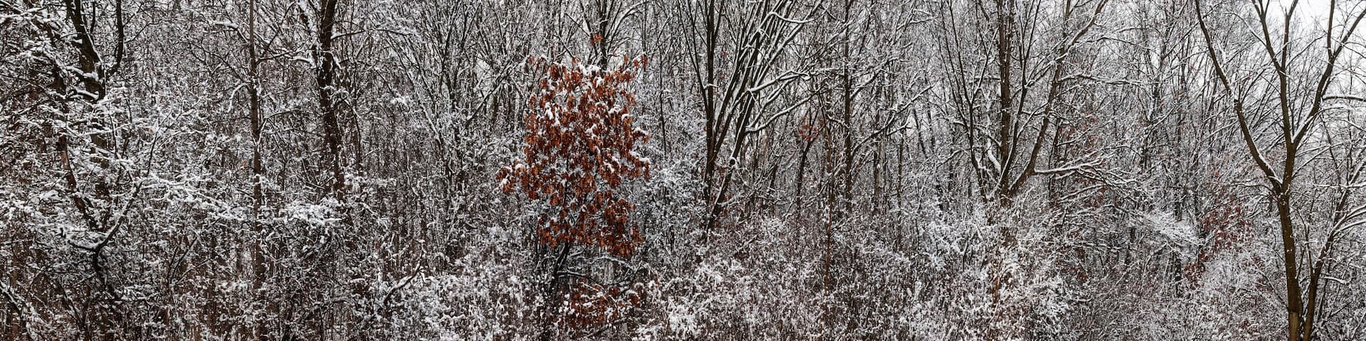711-25 Forest Edge - Fresh Snow
