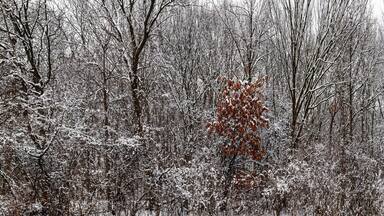 711-25 Forest Edge - Fresh Snow