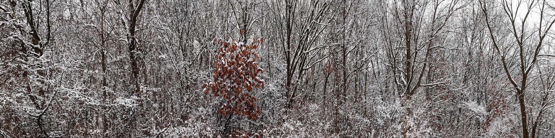 711-25 Forest Edge - Fresh Snow