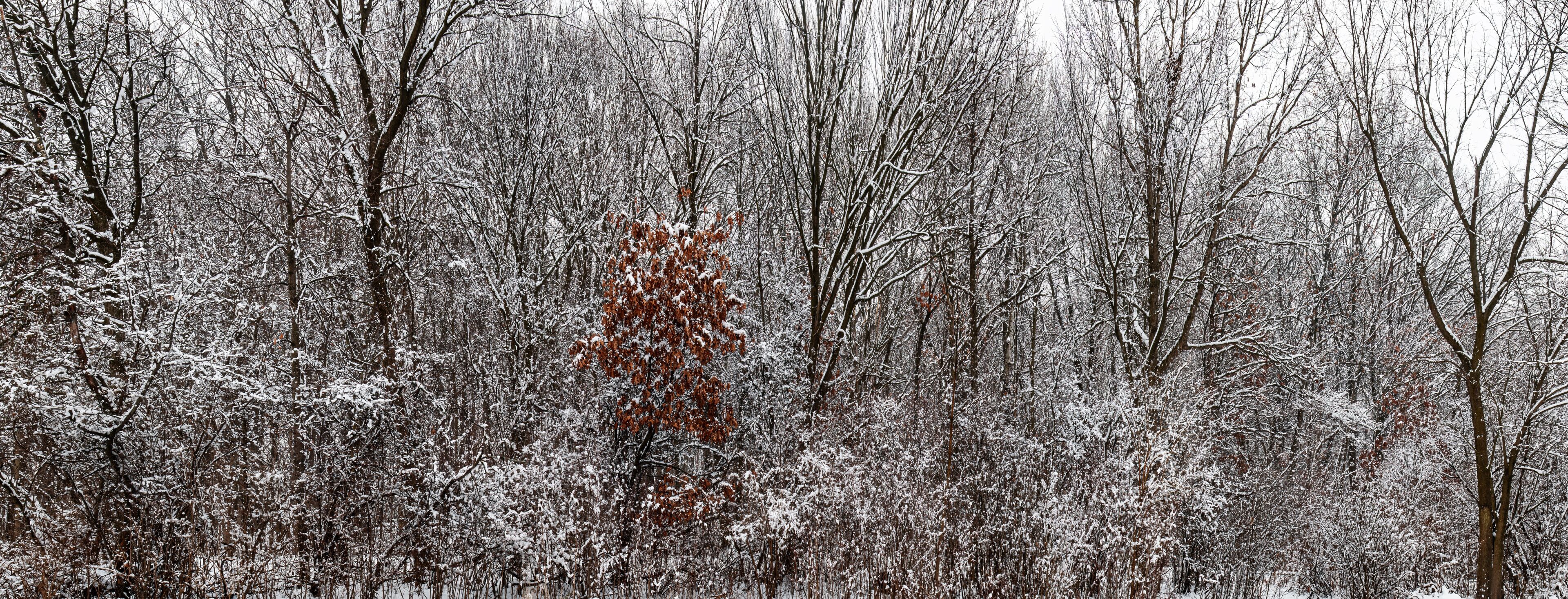 A dense forest with snow-covered trees and a single leafless tree in the center.