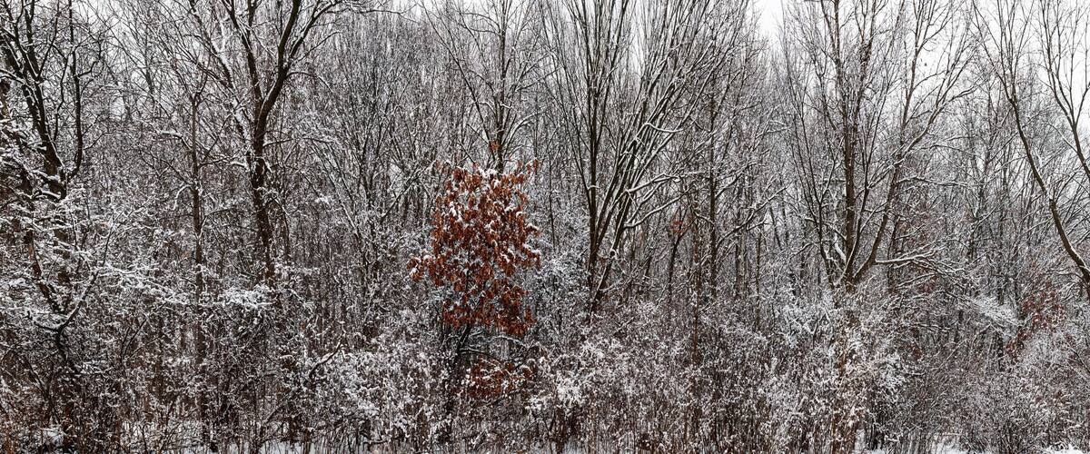 A dense forest with snow-covered trees and a single leafless tree in the center.