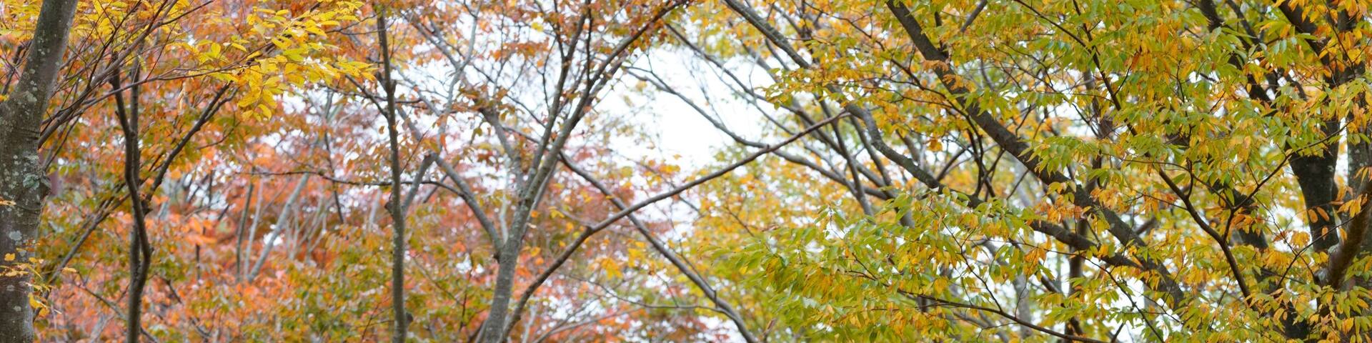 Roadside trees in a beautifully colored residential area