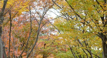 Nakacho