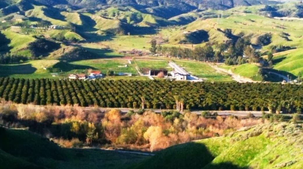 Overlooking the orange orchards...