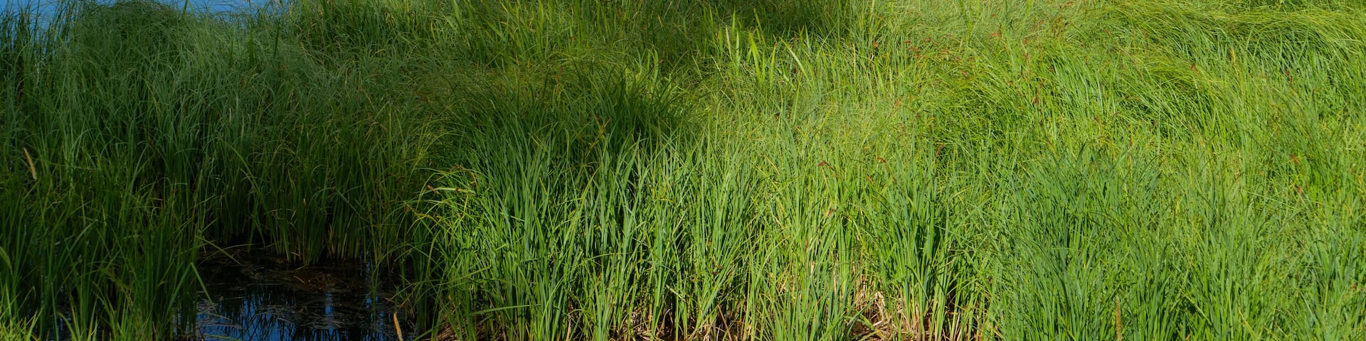 Wiese und See am Pilgerweg St. Olavsweg, Gudbrandsdalsleden bei der Pilgerherberge Risebru in der Nähe von Jessheim, Mogreina in Norwegen.