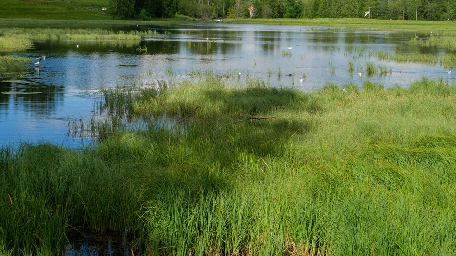 Wiese und See am Pilgerweg St. Olavsweg, Gudbrandsdalsleden bei der Pilgerherberge Risebru in der Nähe von Jessheim, Mogreina in Norwegen.