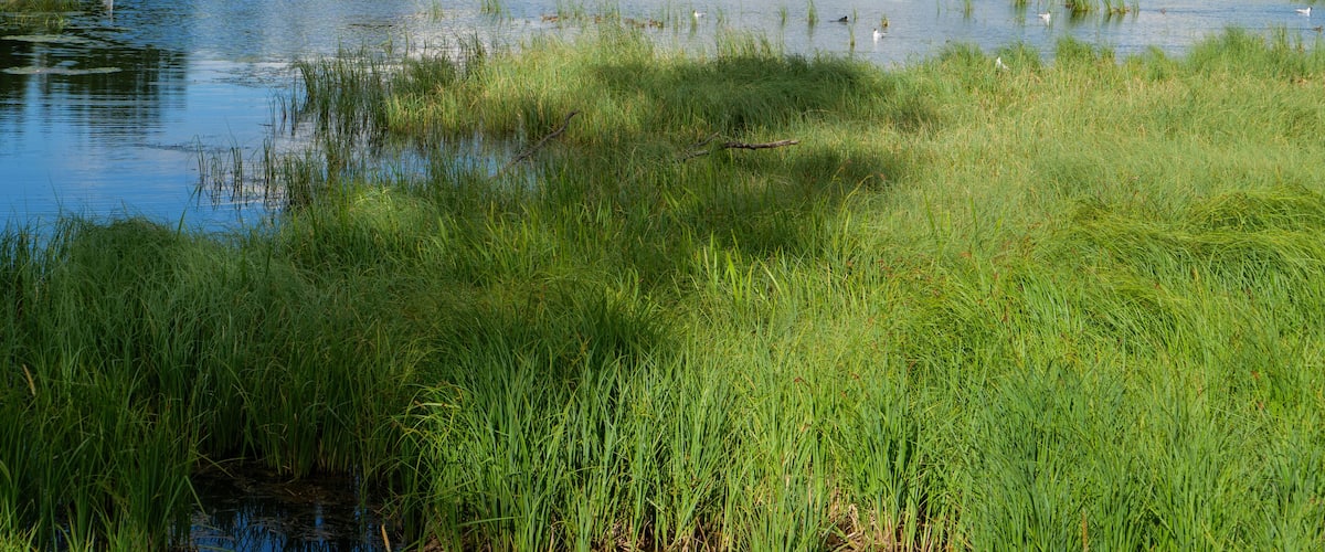 A calm pond surrounded by lush greenery and trees.
